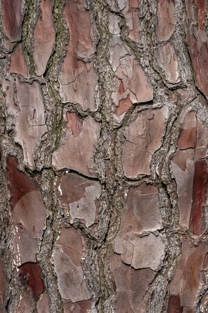 Relief texture or background of bark of Pine tree, nature