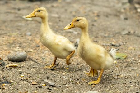 Domestic ducklings in a rural yard, domestic birdsの写真素材