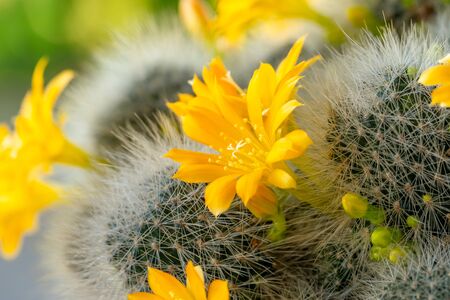 Yellow flower of cactus, closeup of blooming thorn plant