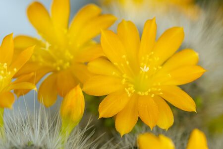 Yellow flower of cactus, closeup of blooming thorn plant, floraの写真素材