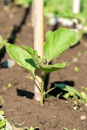 Eggplant seedling is growing on the farm, vegetableの写真素材