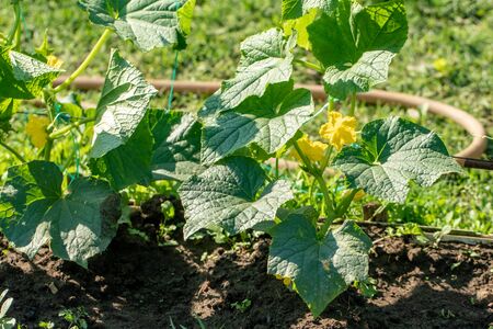 A row of green cucumber plants. Cucumbers grow in the open ground. Vegetableの写真素材