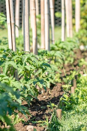 A row of tomato plants. Tomato grow in the open ground. Vegetableの写真素材