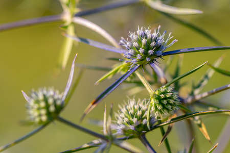 Mediterranean milk thistle. Silybum marianum. Flower of a plant with spikes. Floraの写真素材