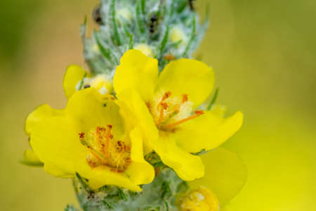 Beautiful yellow flower in nature bokeh background, flora