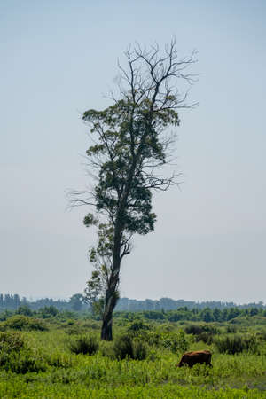 large eucalyptus tree in a deserted place, landscapeの写真素材