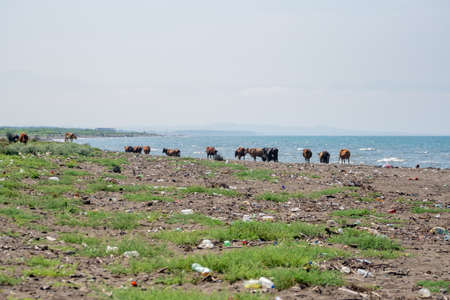 Cows on the Black Sea, polluted sand on the coast, Poti, Georgiaの写真素材