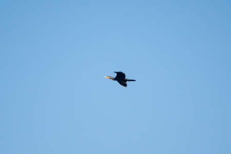 black cormorant flies in the sky, wildlife. Bird