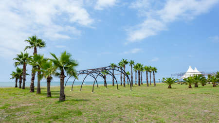 Palm trees on the Black Sea coast in Anaklia, Georgia. Landscapeの写真素材
