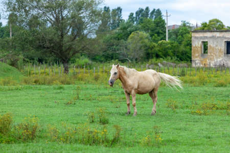 White Horse on the green Field, domestic animalsの写真素材