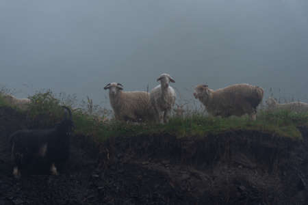 sheeps on a mountain pasture on a foggy day. Khevsureti, Georgiaの写真素材