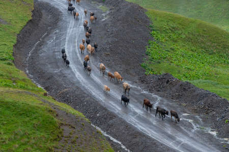 Shepherd and cows on a mountain road in Georgia, Datvijvari gorge