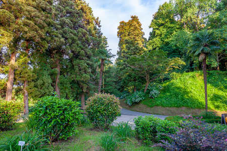 Beautiful view of Batumi Botanical Garden is located near Batumi, Adjara region of Georgiaの写真素材