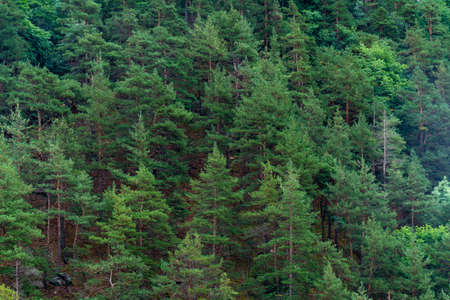 Closeup of a green Christmas tree forest, mountain landscape. Georgiaの写真素材