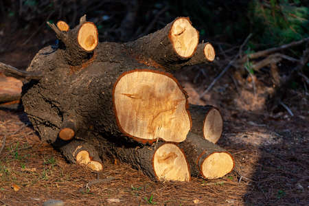 Freshly cut pine wood logs piled up near a forest road, ecology