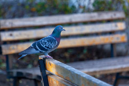 Pigeon, dove on a wooden brench in a park. birdsの写真素材