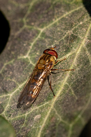 Small predator wasp on green leaf in nature forest, insect