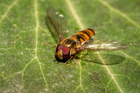 Small predator wasp on green leaf in nature forest, insect