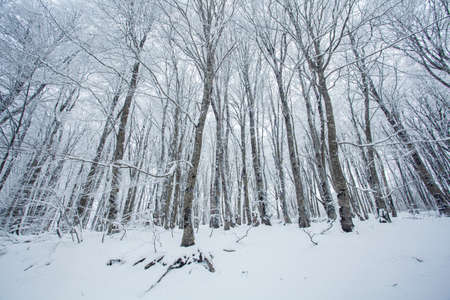 Winter forest with trees covered snow. Sabaduri forest.の写真素材