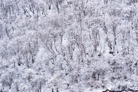 Snow on the branches of trees after a snowfall. Beautiful winter background