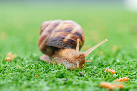 Snail on the green artificial grass. Animalsの写真素材