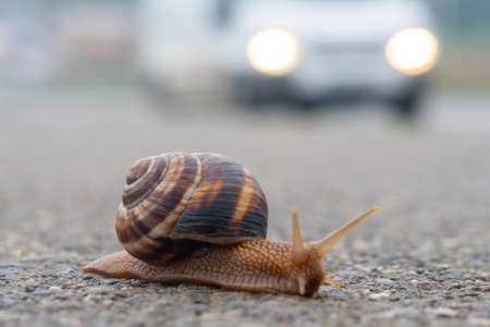 The snail moves slowly on the asphaltの写真素材