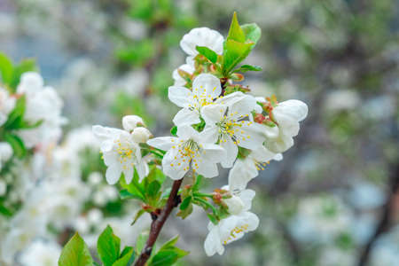 Blooming apple tree in spring time, Flowering Apple Treeの写真素材