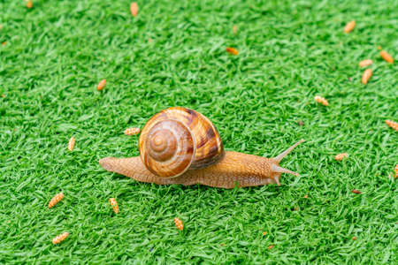 Snail on the green artificial grass. Animalsの写真素材