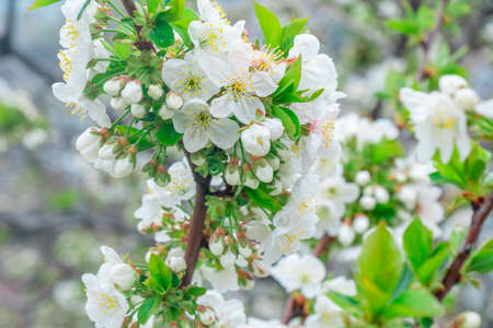 Blooming apple tree in spring time, Flowering Apple Treeの写真素材