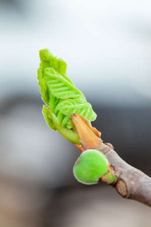 Young figs tree leaves in close up. Floraの写真素材