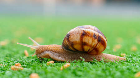 Snail on the green artificial grass. Animals life
