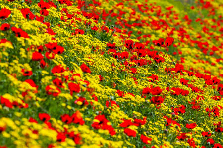Red poppies field in springtime landscape, nature. Flora