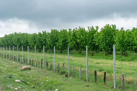 Rows of hazelnut plantation in Samegrelo region. Georgia. Agricultureの写真素材