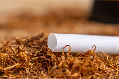 Empty cartridges with a filter for filling with tobacco, cigarettes on tobacco leaves. Healthの写真素材