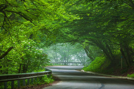 Sabaduri forest in summer, a beautiful place in the north of Tbilisi. Landscape