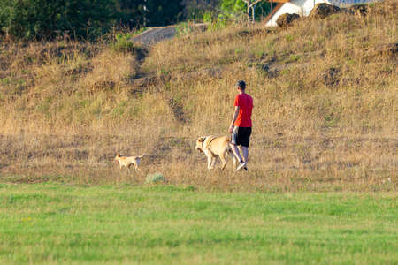 Man walking a dog in the morning in nature. Animals