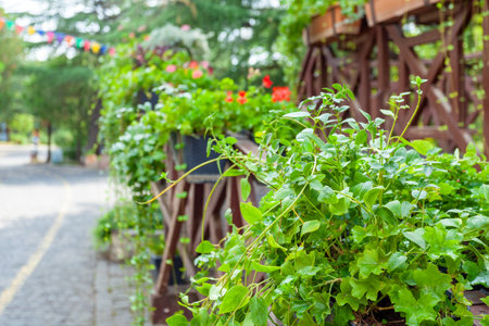 Flowers in Mtatsminda Park or Bombora Park on Mtatsminda mountain. Travelの写真素材