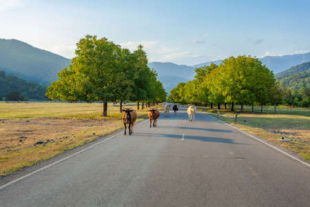 Cows in the country road, domestic animals. Georgia