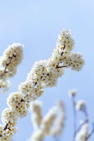 Blossoming of cherry flowers in spring time against blue sky, natural seasonal background