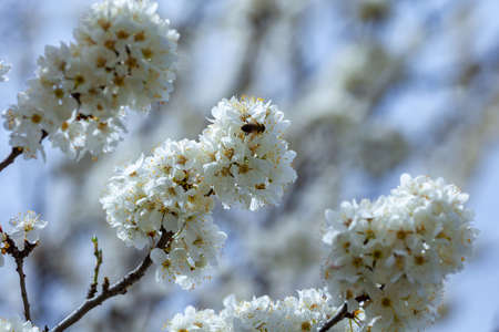 Blossoming of cherry flowers in spring time against blue sky, natural seasonal background
