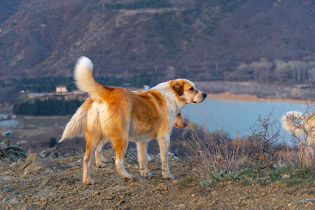 Dogs on mountain peak at the sunrise. Animal