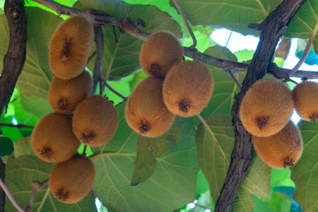 Fresh kiwi fruit on tree growing. The ripe kiwi hangs deliciouslyの写真素材