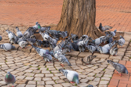 Flock Of Pigeons And Doves At Streetの写真素材