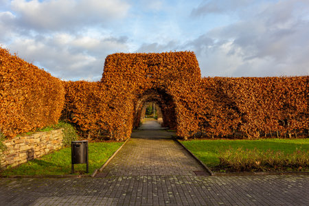 Tree tunnel in Dortmund. Trees are trimmed to arcの写真素材