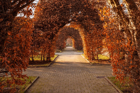 Tree tunnel in Dortmund. Trees are trimmed to arcの写真素材