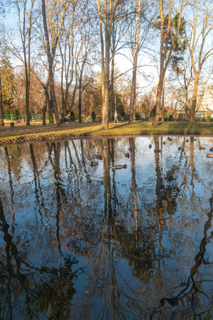 Ducks swims in the pond city parkの写真素材