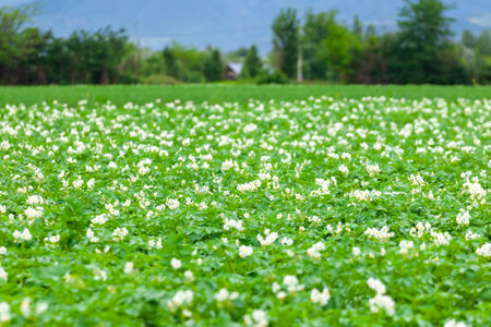 Potato flowers blooming in field, Potato plantation. Rural placeの写真素材