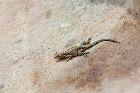 Asian mountain lizard, Caucasian agama basks in the sun sitting on a rock in the ancient old city...