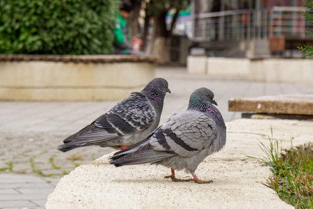 Pigeons and doves in a public park. Birdsの写真素材