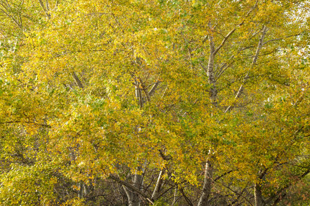 Many yellow leaves on a tree, autumn landscape. Natureの写真素材